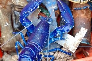 Британский рыбак трижды за месяц поймал редчайшего омара