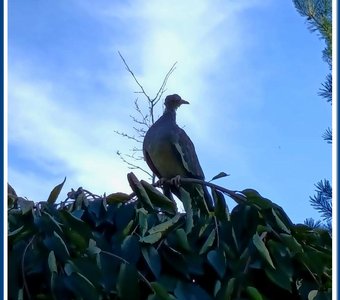 Удивительная