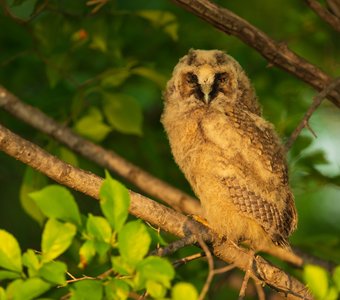 Ушастая сова