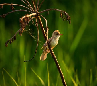 Болотная камышовка