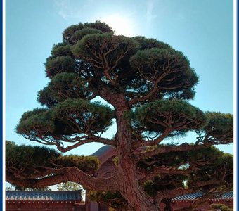 Древо земли