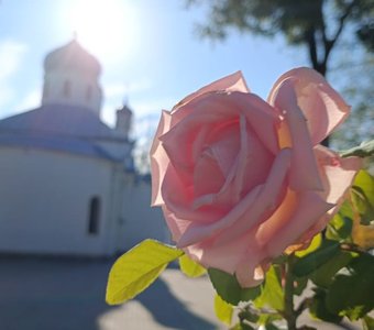 Под покровом