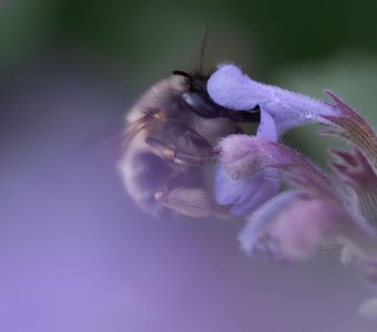 Пчелиные будни