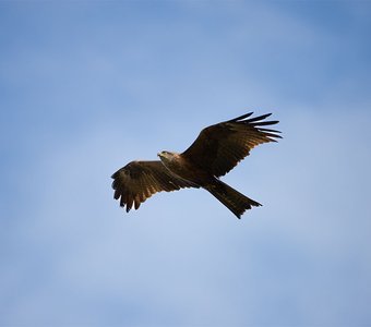 Чёрный коршун