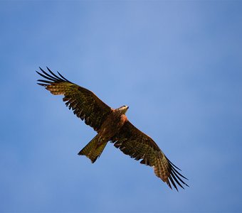 Властелин неба