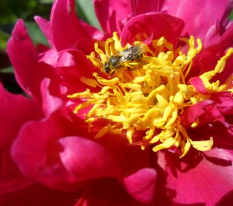 Пчелка пачкается в пыльце