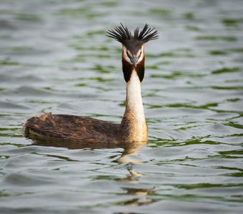 Королевских кровей
