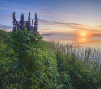 Утренний букет из люпинов