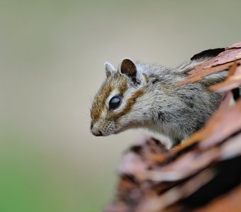 Житель старой кабины