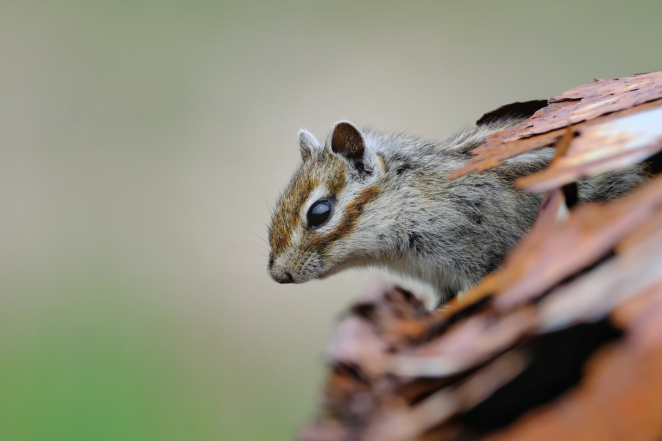 Житель старой кабины
