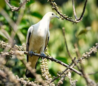 Красавица в бусах