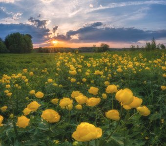 Вечер на поле с купальницами