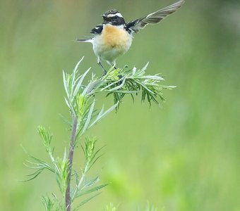 А земляничку там найдёте, товарищи!