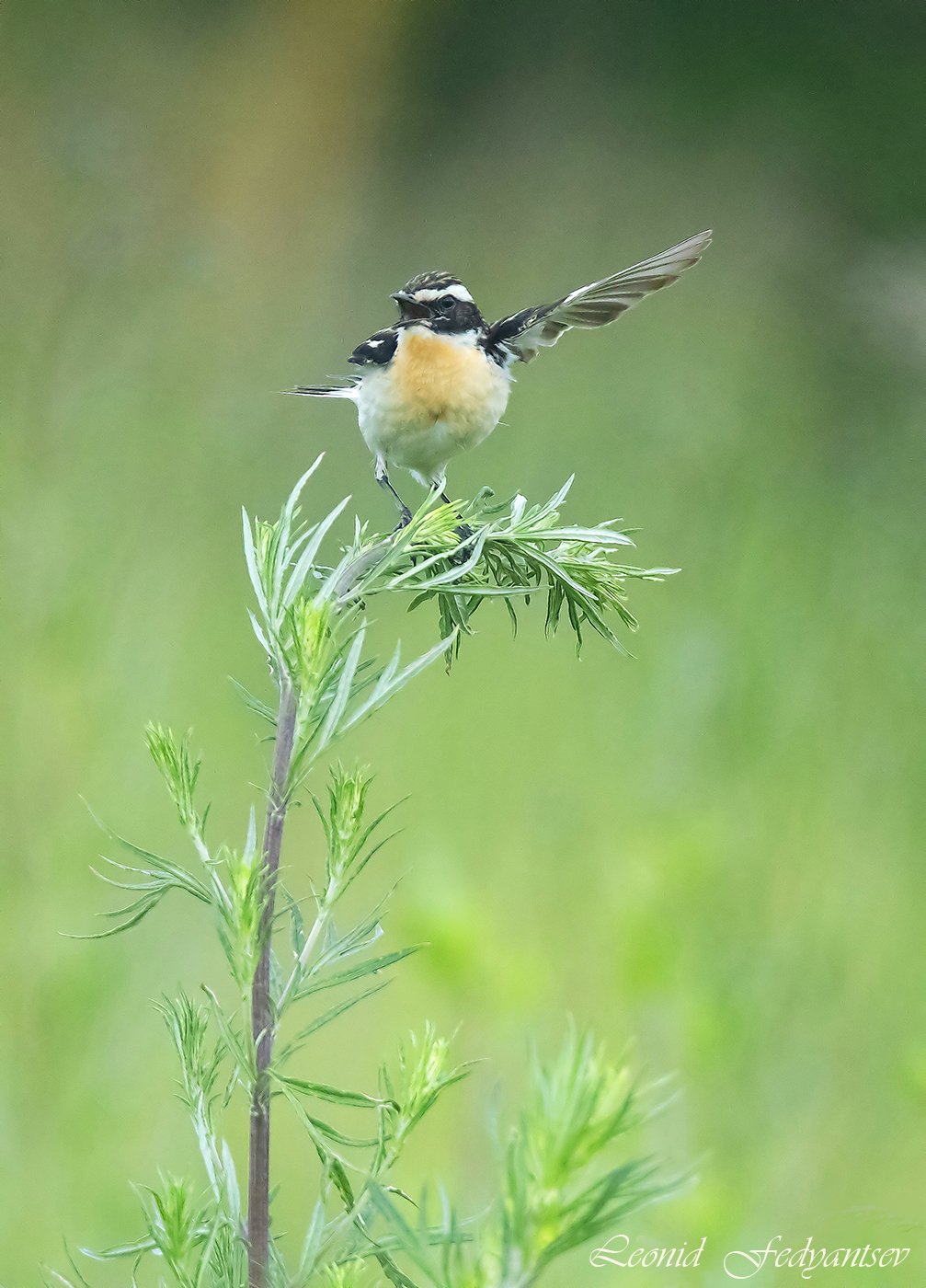 А земляничку там найдёте, товарищи!