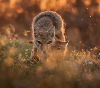 Пока не растаял свет....