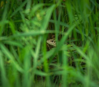 В зарослях зелёной травы