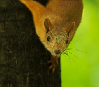 Портрет белки