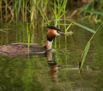 Чомга или большая поганка