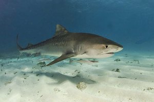 Российские туристы пожаловались на нашествие акул в Египте