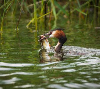 Удачная рыбалка
