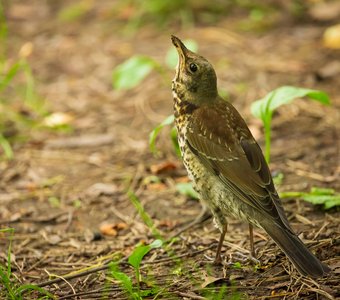 Кажется, дождь собирается