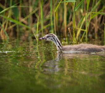 Птенец чомги