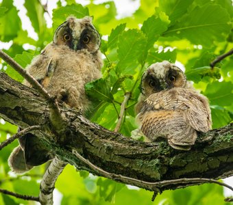 Привет, человек!