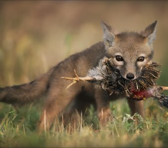 Страсти-мордасти