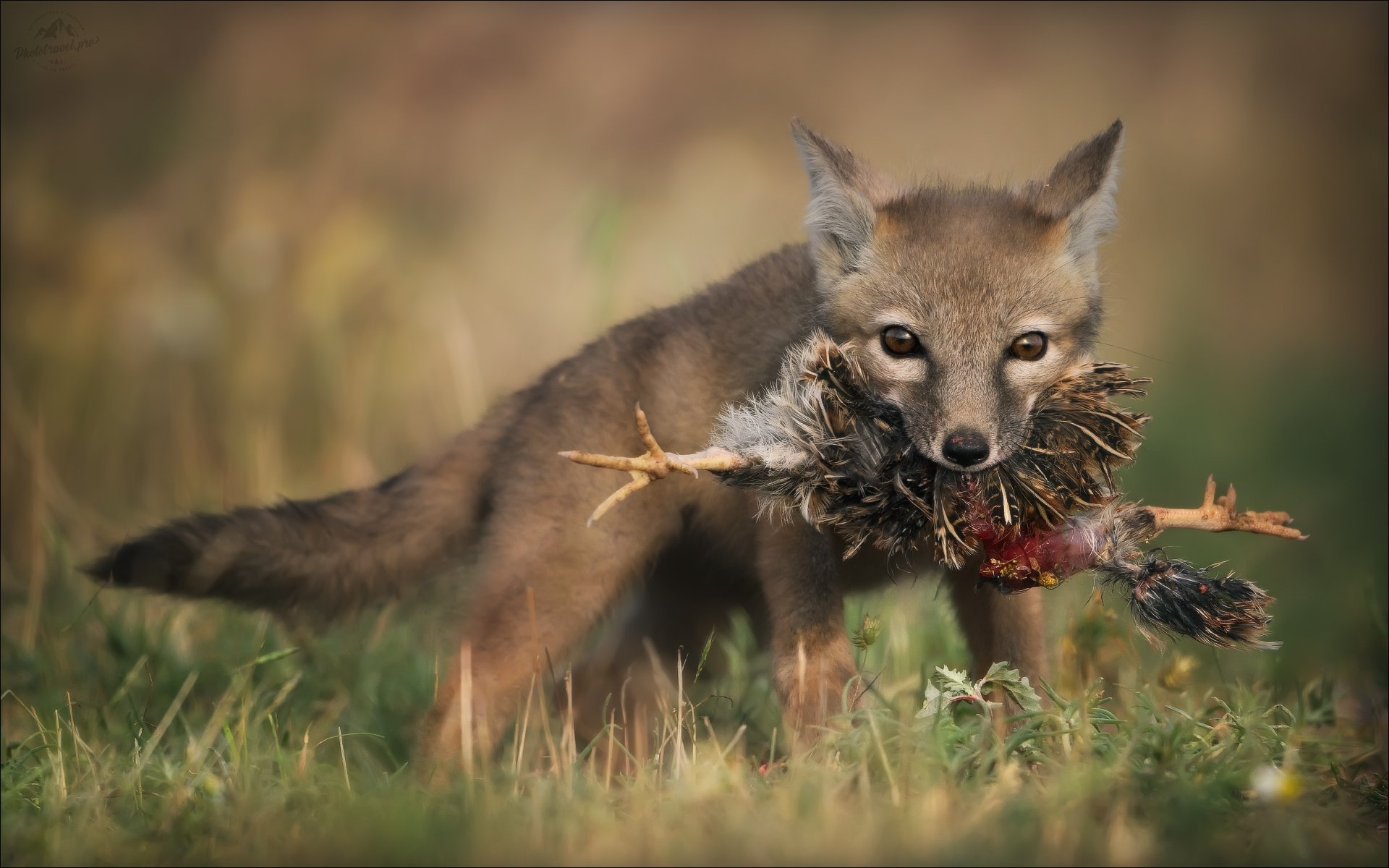 Страсти-мордасти