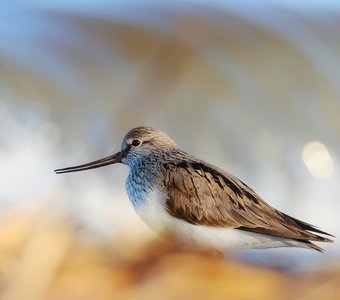 Кулик мородунка