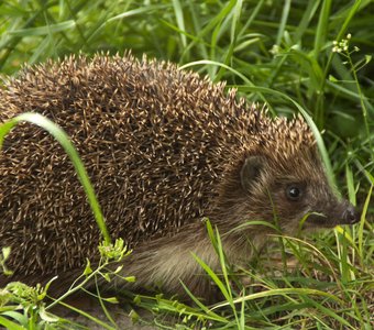 Ёжик