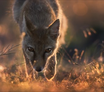 Безмолвный диалог