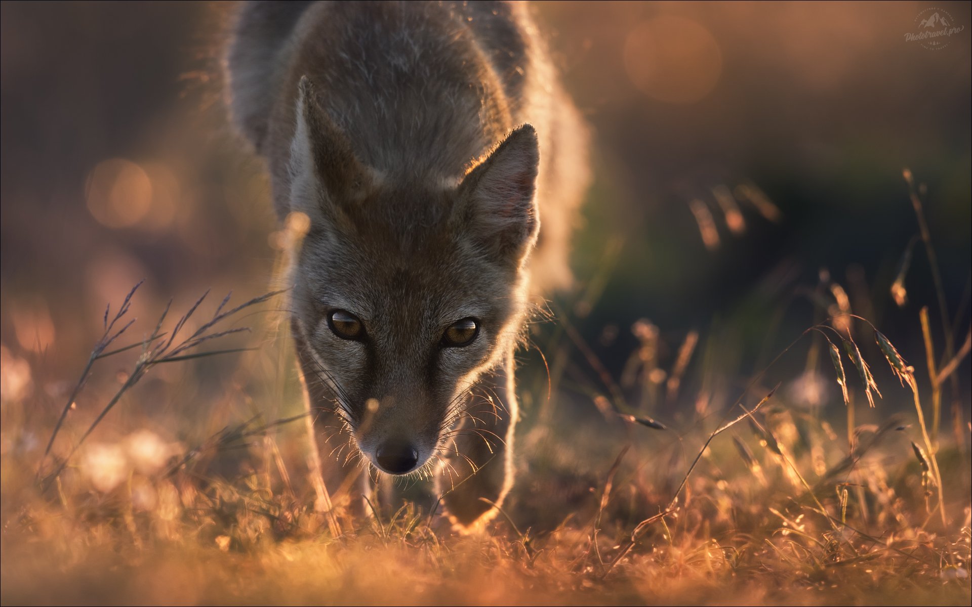 Безмолвный диалог