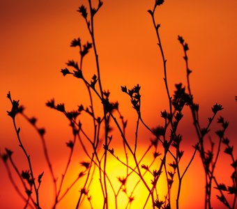 Рассвет глазами мыши