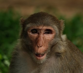 Старый друг