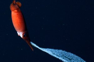 Кто был хозяином морей 100 миллионов лет назад?