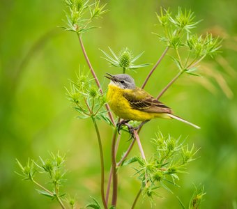Жёлтая трясогузка