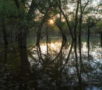 Магия половодья в лесу
