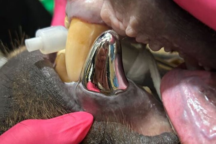 Фото: lakesuperiorzoo/Instagram (владелец компания Meta признана в России экстремистской и запрещена)