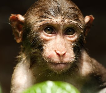 Глаза в глаза