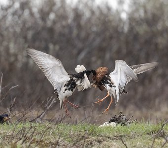 Турухтаны на току