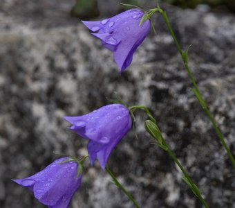 колокольчики