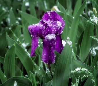 Майский снег