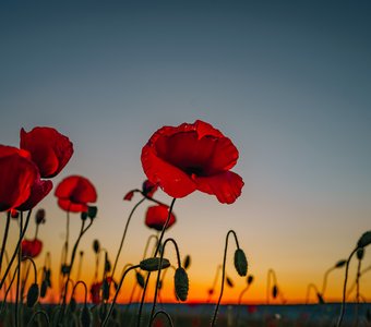 Маковое поле