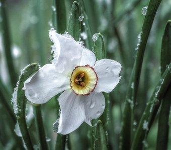 Плачущий нарцисс