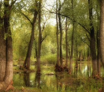 Сибирский мангровый лес