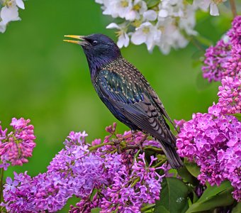 Весенние краски