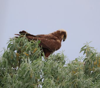 Болотный лунь