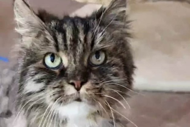 В США кошка вместе с туристами упала со 120-метрового утеса. Она выжила!