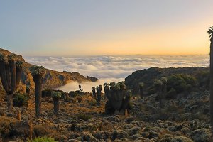 Громадные растения на вершине Килиманджаро научились сами себя согревать